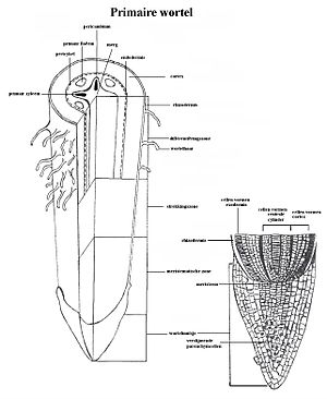 Schematische lengtedoorsnede primaire wortel