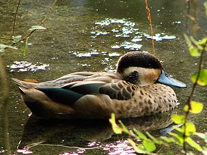 Hottentot duck