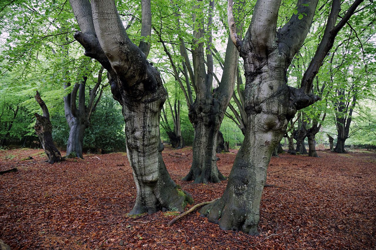 Epping Forest - Wikipedia