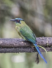 Andean motmot (Momotus aequatorialis aequatorialis) Las Tangaras.jpg