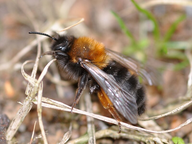 File:Andrena clarkella f2.jpg