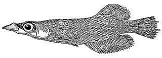 <i>Adrianichthys kruyti</i> Species of fish