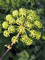 Angelica archangelica subsp. archangelica, Dzięgiel litwor, 2019-06-07