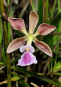 Encyclia spiritusanctensis