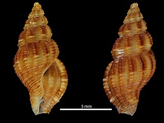 <span class="mw-page-title-main">Anna (gastropod)</span> Genus of gastropods