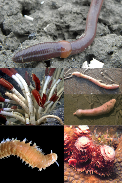 File:Annelida collage (2).png