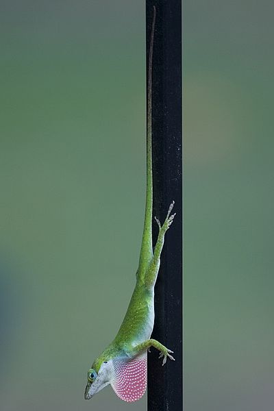 File:Anole 2007.jpg