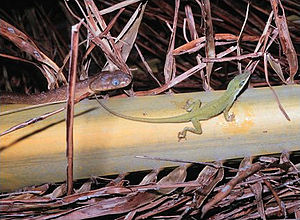 Boiga irregularis et Anolis carolinensis