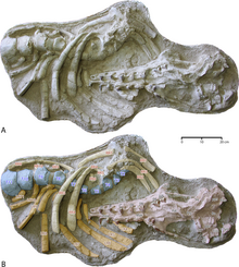 Antaecetus close up