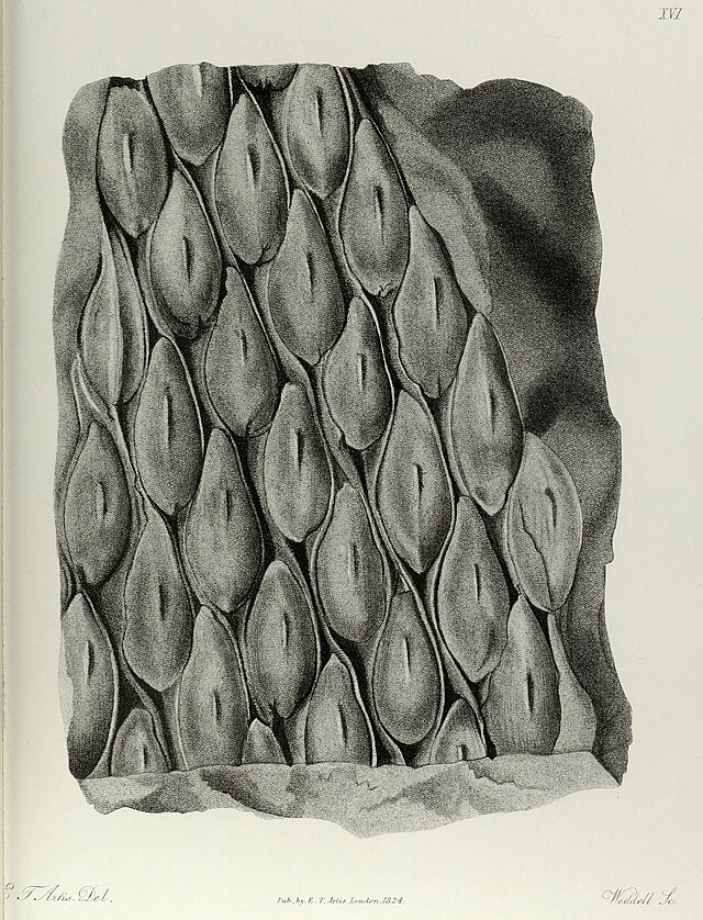 File:Antediluvian phytology - illustrated by a collection of the fossil  remains of plants, peculiar to the coal formations of Great Britain (1838)  (19372555361).jpg - Wikipedia