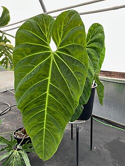 Anthurium marmoratum.jpg