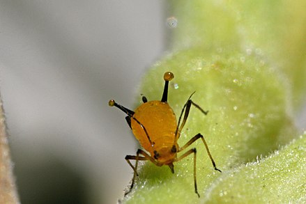 Aphid secreting defensive fluid from the cornicles
