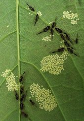 Composite patterns: aphids and newly born young in arraylike clusters on sycamore leaf, divided into polygons by veins, which are avoided by the young aphids Aphids and live young under Sycamore leaf.JPG