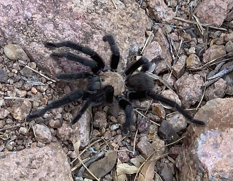 File:Aphonopelma hentzi (61053428).jpg