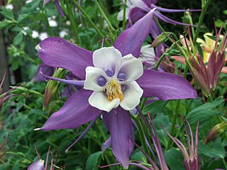 <i>Aquilegia <span style="font-style:normal;">×</span> hybrida</i> Species of flowering plants