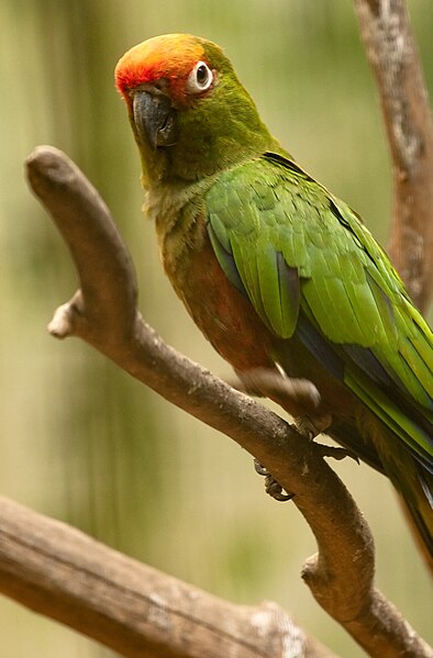 File:Aratinga auricapillus -Jurong Bird Park -8a.jpg