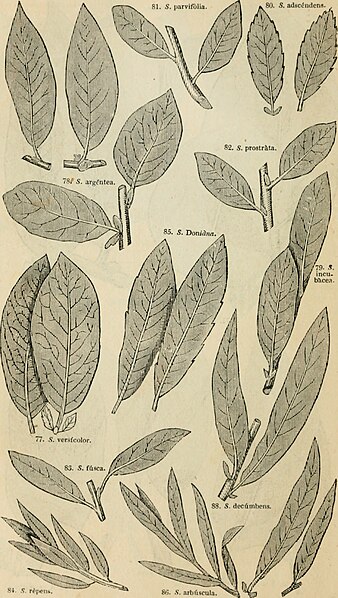 File:Arboretum et fruticetum britannicum; or, The trees and shrubs of Britain, native and foreign, hardy and half-hardy, pictorially and botanically delineated, and scientifically and popularly described; (19130205603).jpg