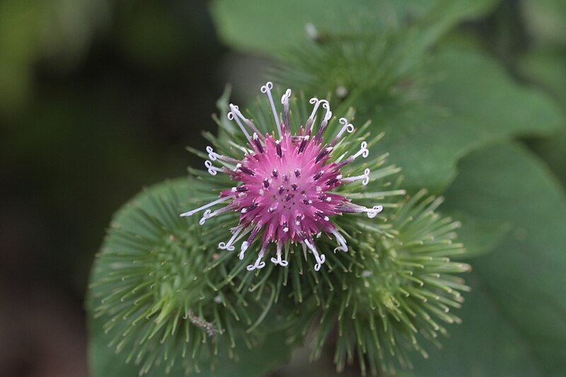 File:Arctium lappa 6.JPG