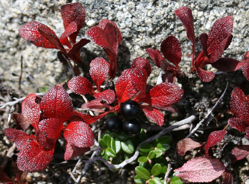 File:Arctous alpina var. japonica in Mount Kisokoma 2010-09-26.JPG