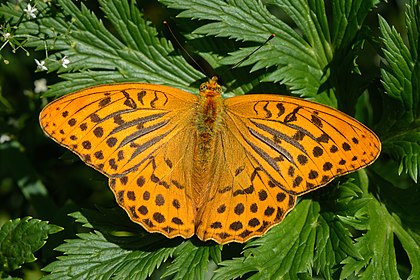 Macho de grande-laranja (Argynnis paphia) perto de Mitterbach am Erlaufsee, Baixa Áustria. É uma borboleta comum encontrada em grande parte da região paleoártica — Argélia, Europa, Ásia temperada e Japão. Excepcionalmente para uma borboleta, a fêmea não põe seus ovos nas folhas ou caule da fonte de alimento da lagarta (neste caso violas), mas sim um ou dois metros acima do chão da floresta, nas fendas da casca das árvores perto de touceiras de violas. As lagartas ao nascer cairão no chão e se alimentarão de violas perto da base da árvore. (definição 5 444 × 3 629)