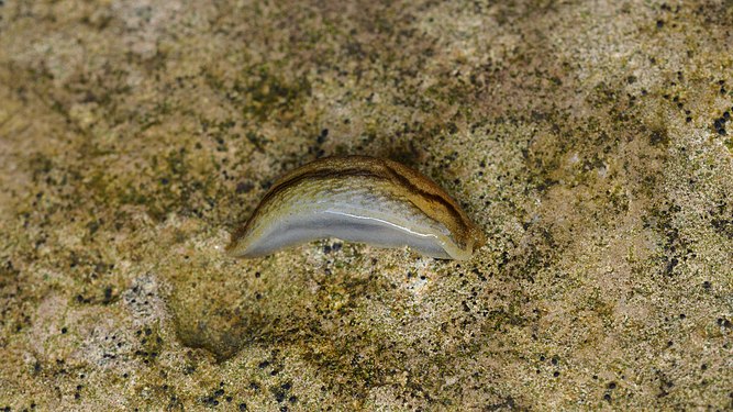 Arion Slug (Arion sp.)