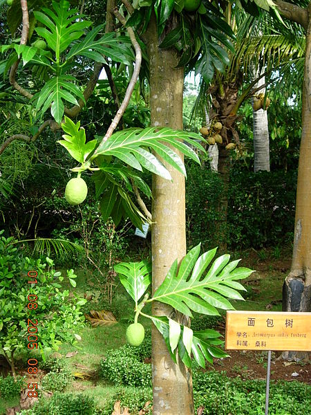 Fail:Artocarpus altilis 自制.jpg