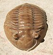 Fossil of the Early-Middle Ordovician trilobite Asaphus Asaphus latus frontal.jpg