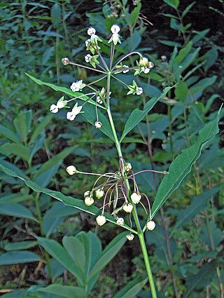 <i>Asclepias exaltata</i> Species of plant