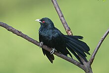 Asian koel Asian koel (Eudynamys scolopaceus) 11.jpg