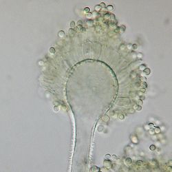 Aspergillus flavus.jpg