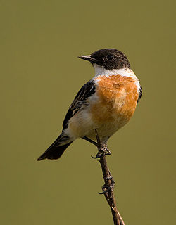 White-throated bush chat Species of bird