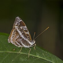 Atossa nymph (Euriphene atossa) underside Nyamebe Bepo.jpg