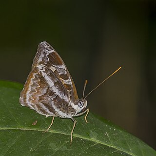<i>Euriphene atossa</i> Species of butterfly