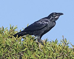 Australian Raven (Corvus coronoides) 1.jpg