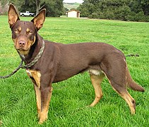 Australian Kelpie Bei gleichzeitigem homozygotem Vorliegen des Allels b werden Hunde mit Genotyp at at "schoko and tan".