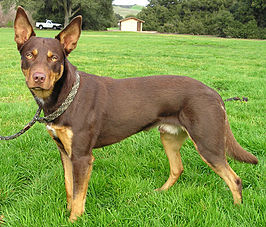 Kelpie