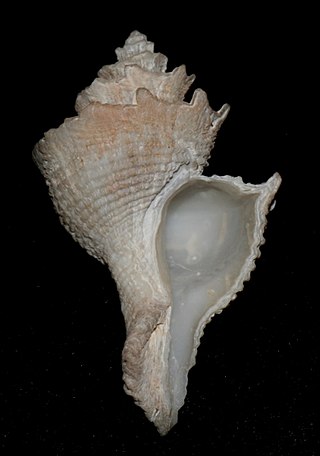 <i>Babelomurex kawamurai</i> Species of gastropod