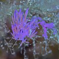 * Nomination: Sea slug (Edmundsella pedata), Cabo de Palos, Spain --Poco a poco 09:41, 2 June 2023 (UTC) * * Review needed