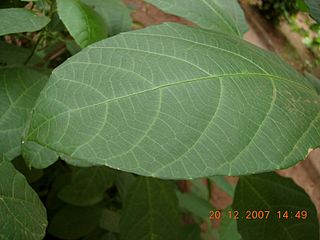 <i>Baliospermum</i> genus of plants
