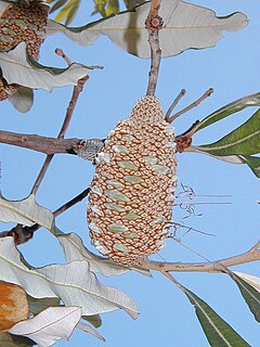 <i>Banksia dentata</i> A tree in the family Proteaceae which occurs across northern Australia, southern New Guinea and the Aru Islands