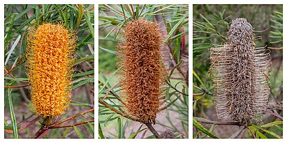 Deterioração das flores de Banksia spinulosa, uma espécie de arbusto lenhoso, nativo do leste da Austrália. Amplamente distribuído, geralmente cresce como um pequeno arbusto de 2 metros de altura, embora possa ser uma árvore esparsa de até 6 metros. Tem folhas longas e estreitas com inflorescências que podem variar consideravelmente na coloração. Com quatro variedades atualmente reconhecidas, a Banksia spinulosa é polinizada e fornece alimento para uma grande variedade de animais vertebrados e invertebrados nos meses do outono e inverno. Sua exibição floral e folhagem fina fizeram dela uma planta popular de jardim com muitas seleções hortícolas disponíveis. Com a tendência recente para jardins menores, formas anãs compactas de Banksia spinulosa tornaram-se populares. (definição 9 000 × 4 500)