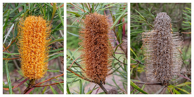 File:Banksia spinulosa - flowers, Christchurch Botanic Gardens, Canterbury, New Zealand.jpg