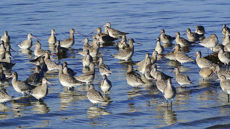 File:Bar Tailed Godwits (11603868776).jpg