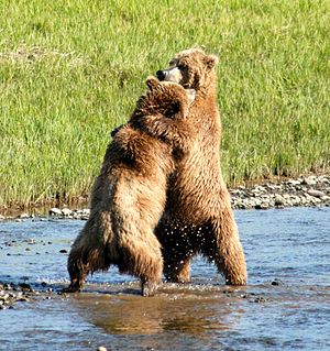 Medvěd Hnědý: Popis, Rozšíření a početnost, Chování