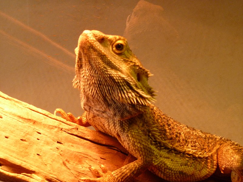 File:Bearded dragon named Charlie.jpg