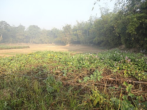 Beautiful Nature Barura Upazila, Bangladesh