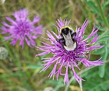Bee on knapweed (Centaurea nigra) - geograph.org.uk - 1393447.jpg