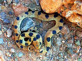 Telescopus beetzi - Beetz's tiger snake, also known as the Namib tiger snake Beetz's Tiger Snake Telescopus beetzii.jpg