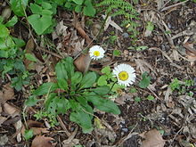 Bellis rotundifolia.JPG