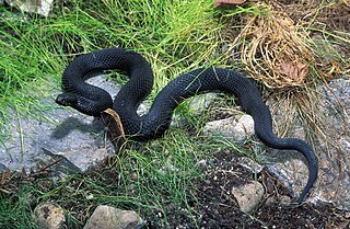 <i>Vipera nikolskii</i> Species of snake